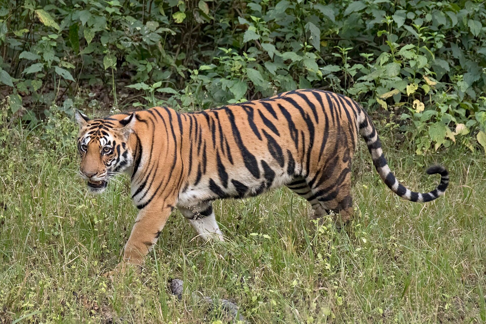 Tigress” redirects here.